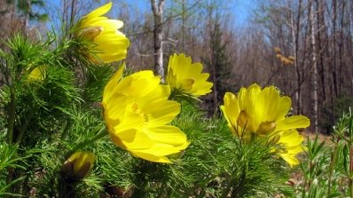 АТ «Вінницяобленерго» – особистий кабінет, передати покази лічильника, кол-центр 0 (800) 30-95-95 Не зривайте і не купуйте першоцвіти!_1
