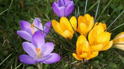 АТ «Вінницяобленерго» – особистий кабінет, передати покази лічильника, кол-центр 0 (800) 30-95-95 Не зривайте і не купуйте першоцвіти!_2