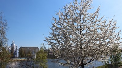 АТ «Вінницяобленерго» – особистий кабінет, передати покази лічильника, кол-центр 0 (800) 30-95-95 Попри холод квітнуть наші сади_6